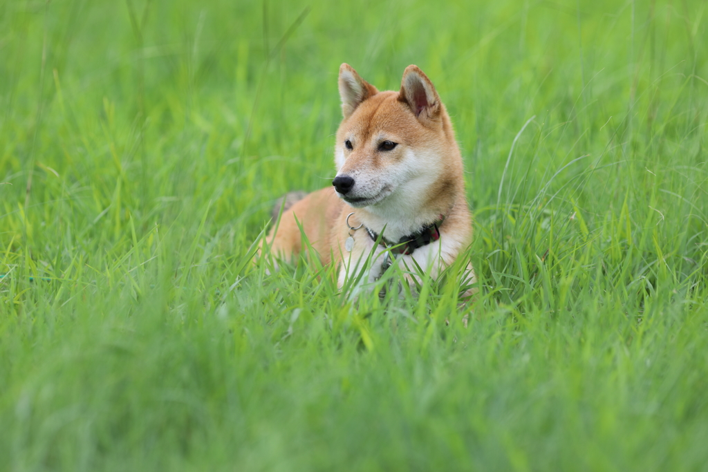 すました顔