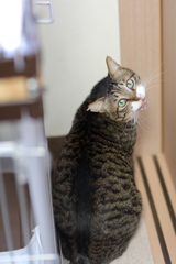 振り向いてニャー