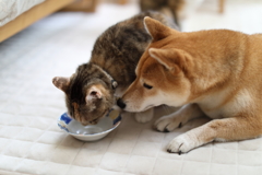 ちょっとちょうだい