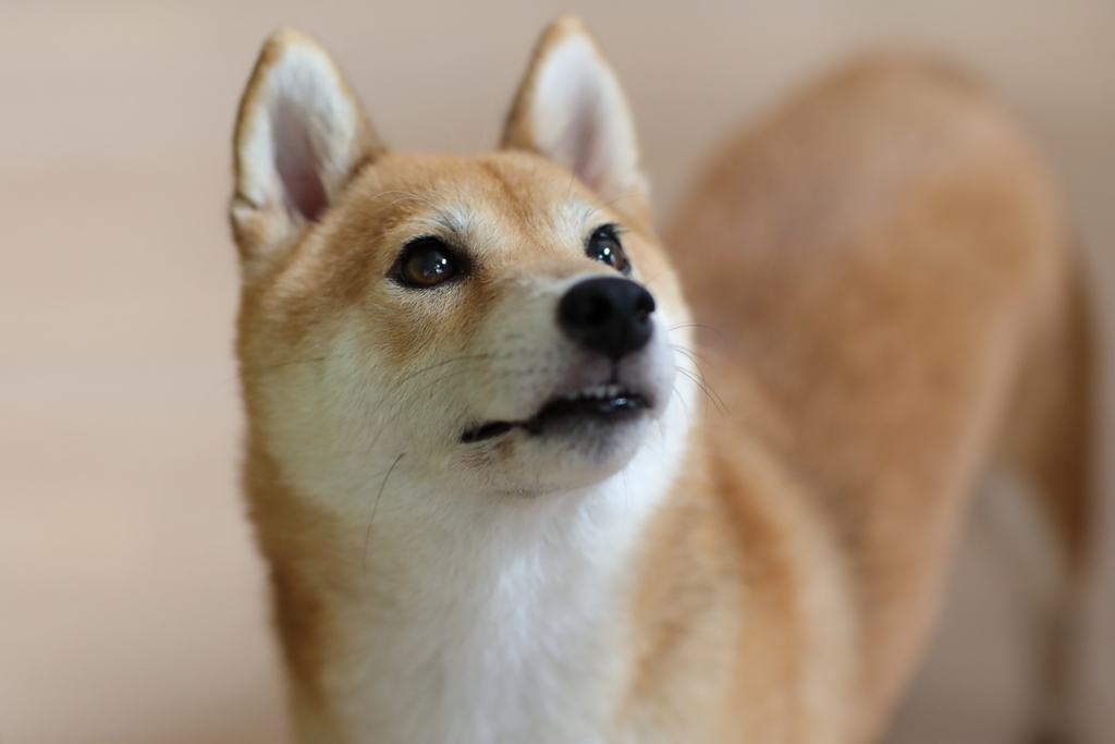 見上げる顔