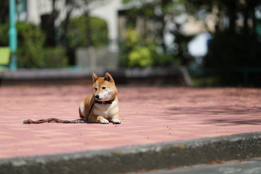 まだですかぁ…