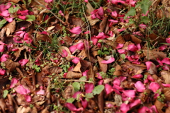 散る山茶花