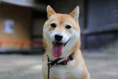 ホワイトバランス1