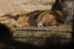 百獣の王の昼寝