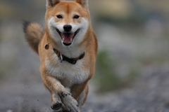 砂かぶり