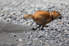 駆ける