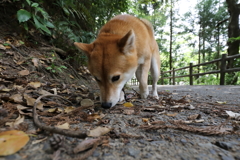 クンクン