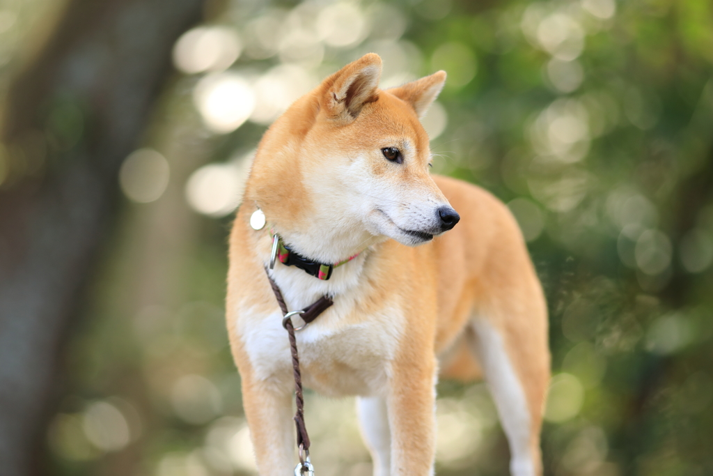 光の玉に包まれて1