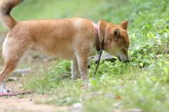 どんな匂い？