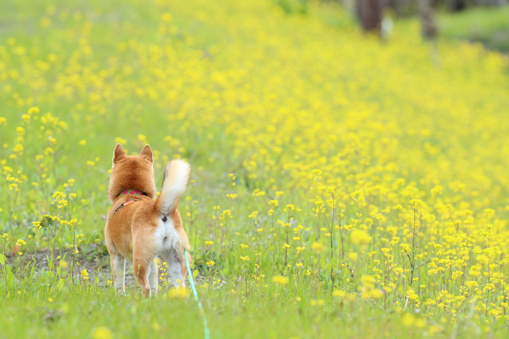 菜の花に誘われて