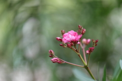 庭の花