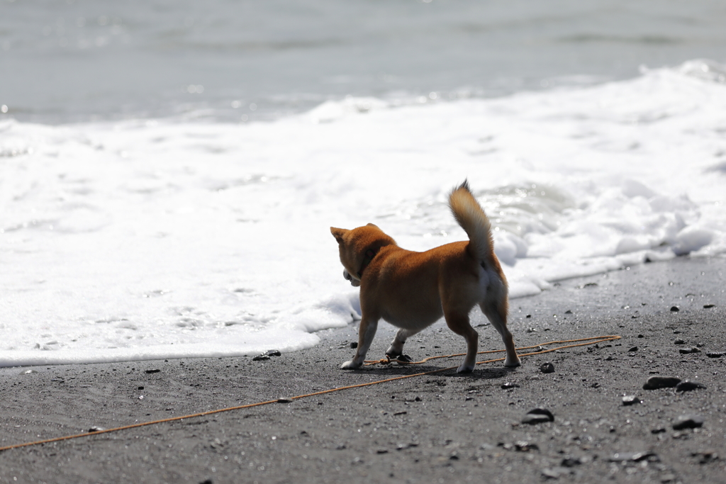 波と踊る柴犬1