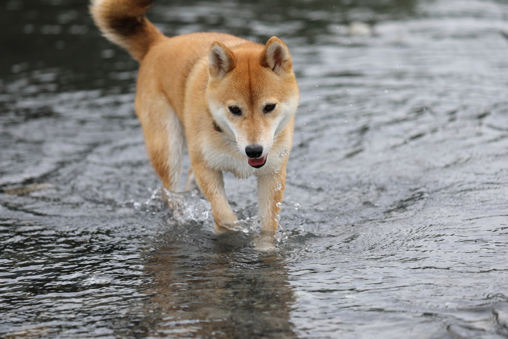 水滴チャプチャプ