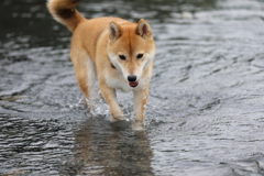水滴チャプチャプ