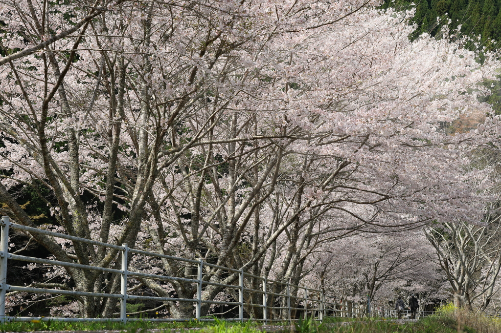 桜道