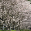 桜道