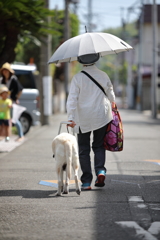 盲導犬