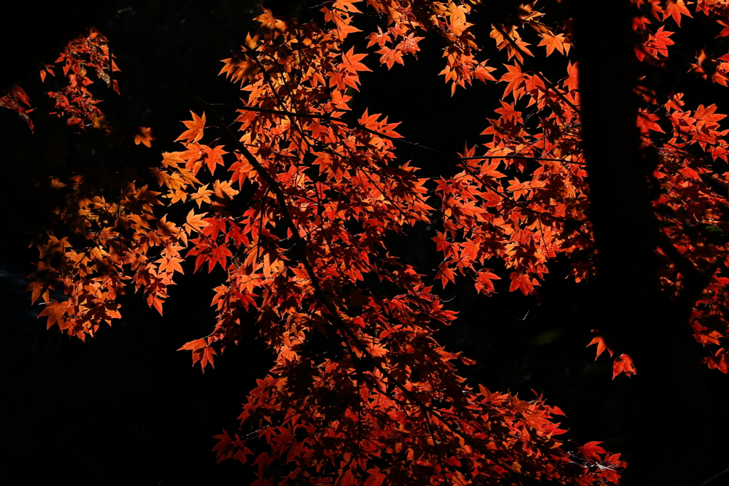 燃える紅葉