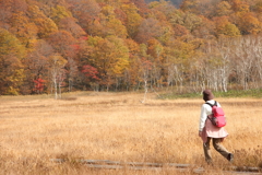 尾瀬～紅葉を歩く一人～