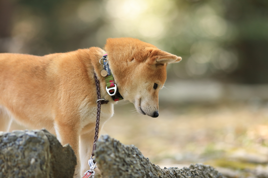 何か落ちてる？