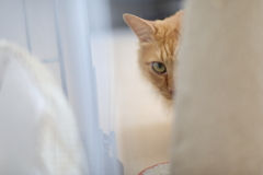 そんな目で見ないでよ…