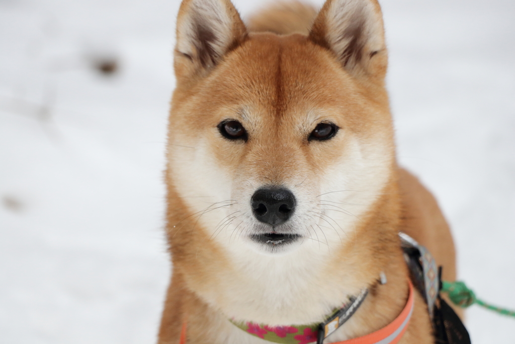 柴犬