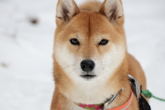柴犬