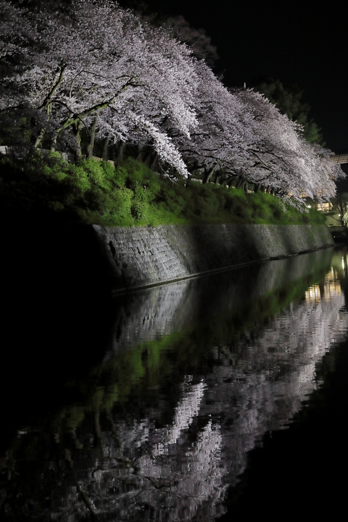 夜桜
