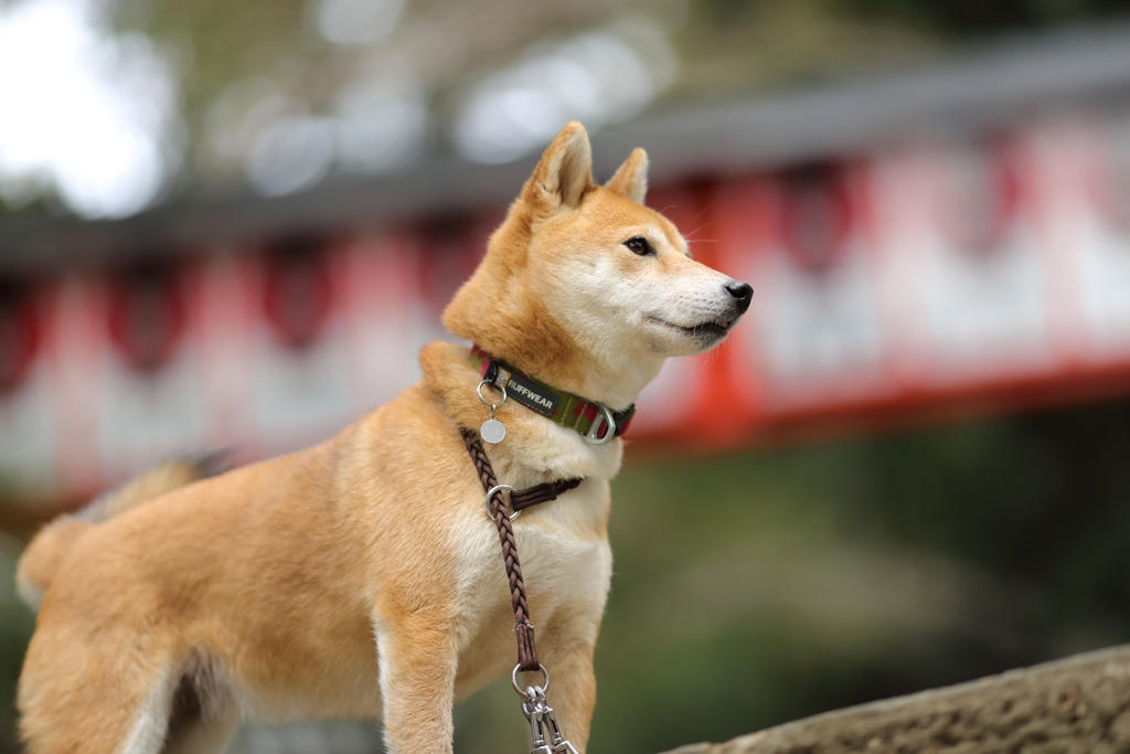 お寺の前で