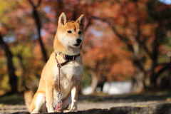 秋色の中で