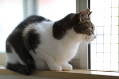 外を眺める