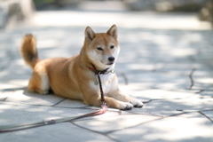 木漏れ日1