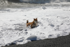 大波だー！立つんだ！！！