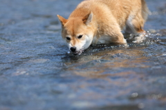 鮎を追う3