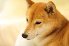 ちょっと黄色い
