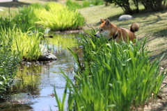 春の小川と柴犬