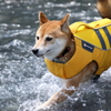 飛沫をあげて