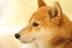 横顔