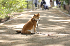 木漏れ日で