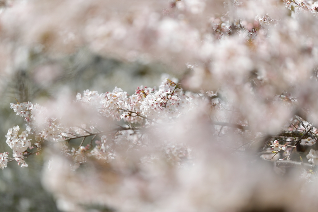 桜爛漫1