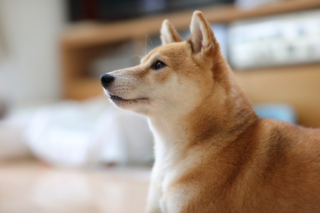 4才の横顔