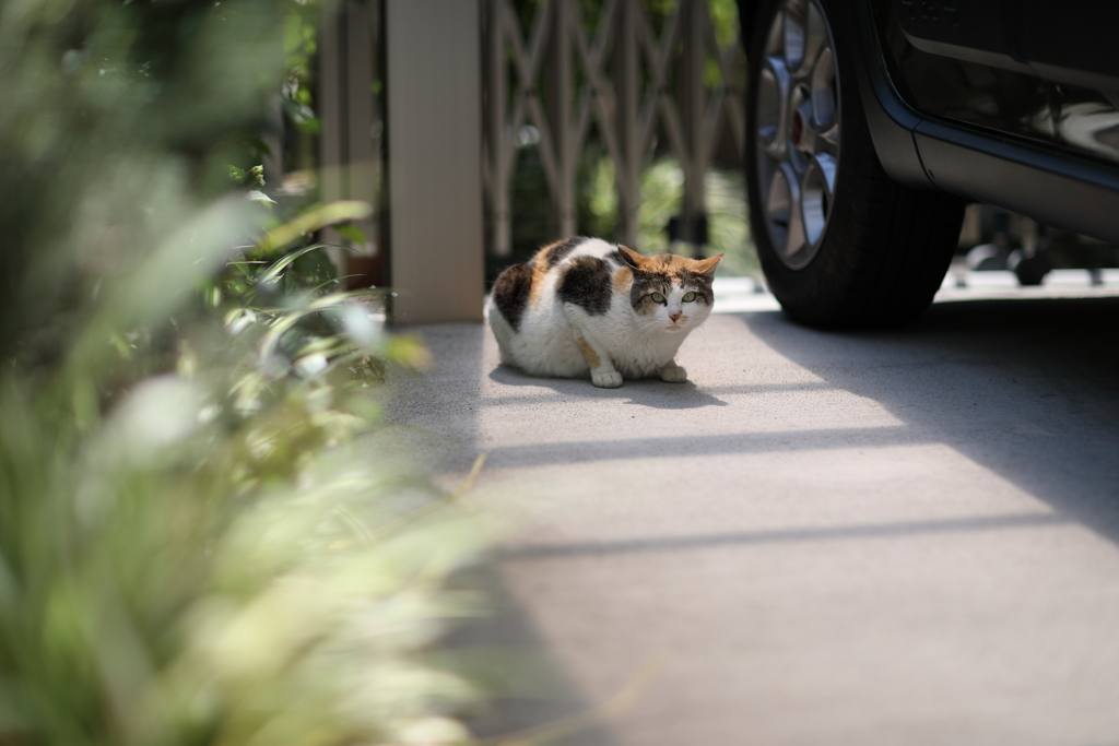のら猫