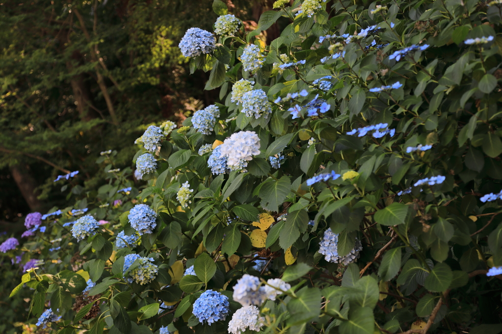 紫陽花