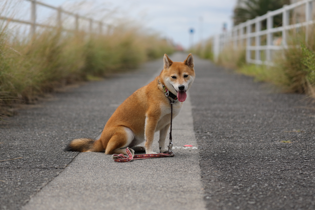 一本道