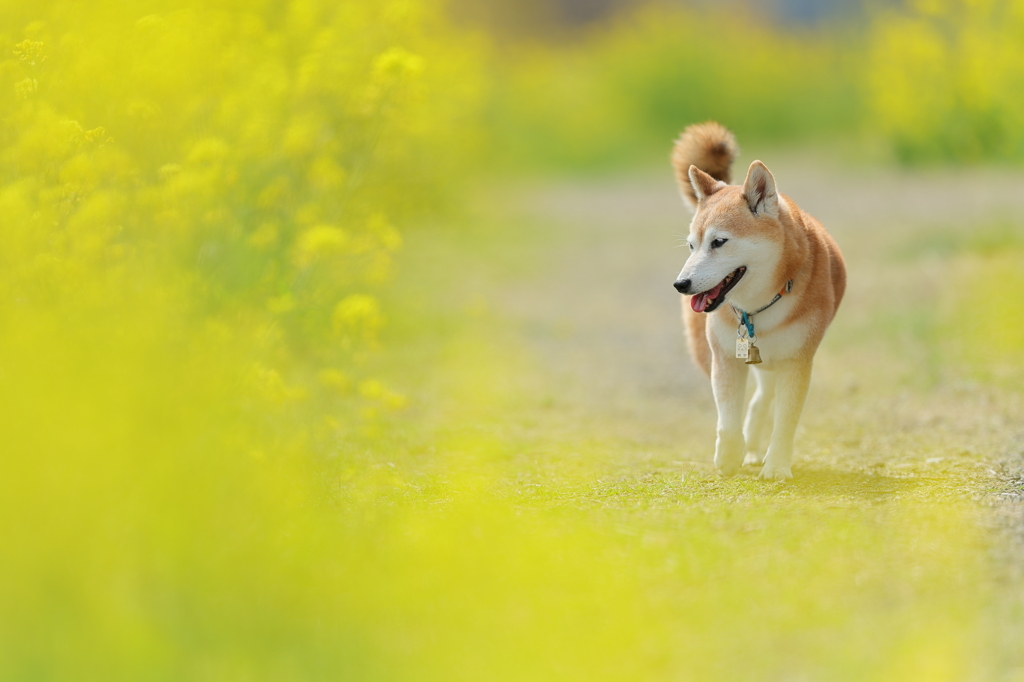 黄色に包まれて