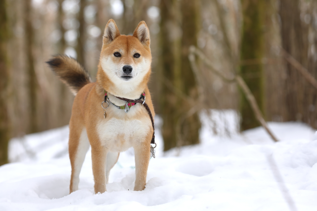 見つめる先に