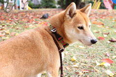鳩さん遊んでくれません