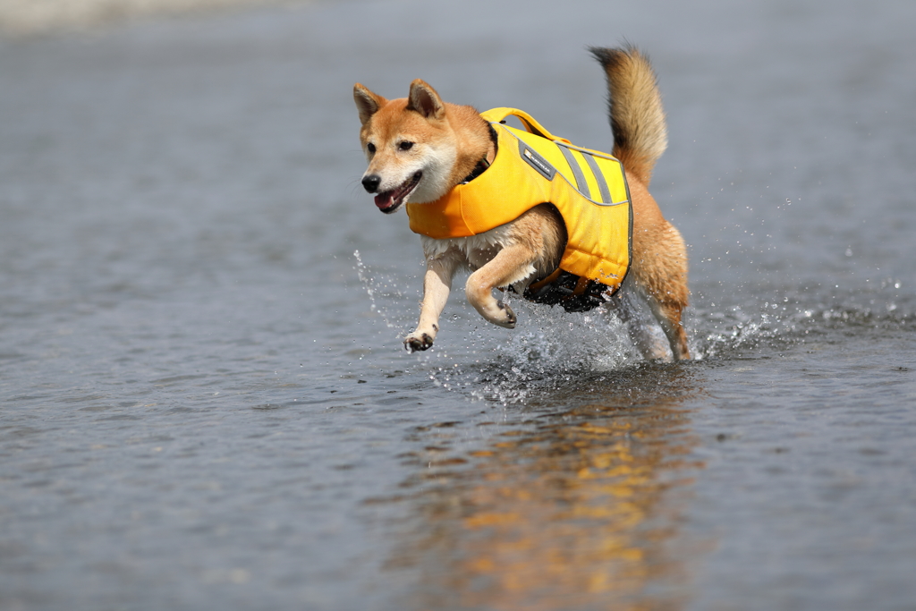 ボールを追いかけて