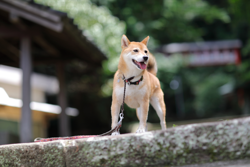 お寺へ続く階段4