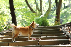 新緑がきれいになってきた